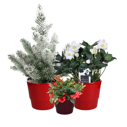 Kerstmis Plantenbox - 3 stuks - Ø10-17cm - ↕15-50cm