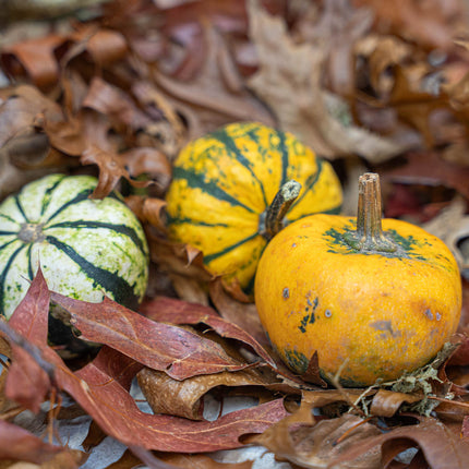 Pompoen set mini - 3 stuks - ca. 6-8 cm