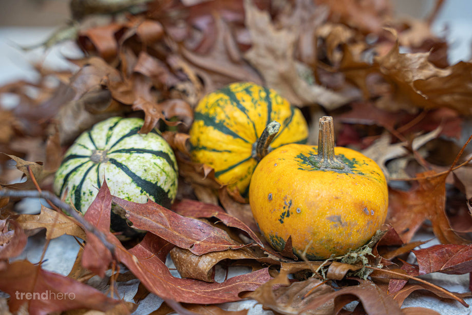 Pompoen set mini - 3 stuks - ca. 6-8 cm