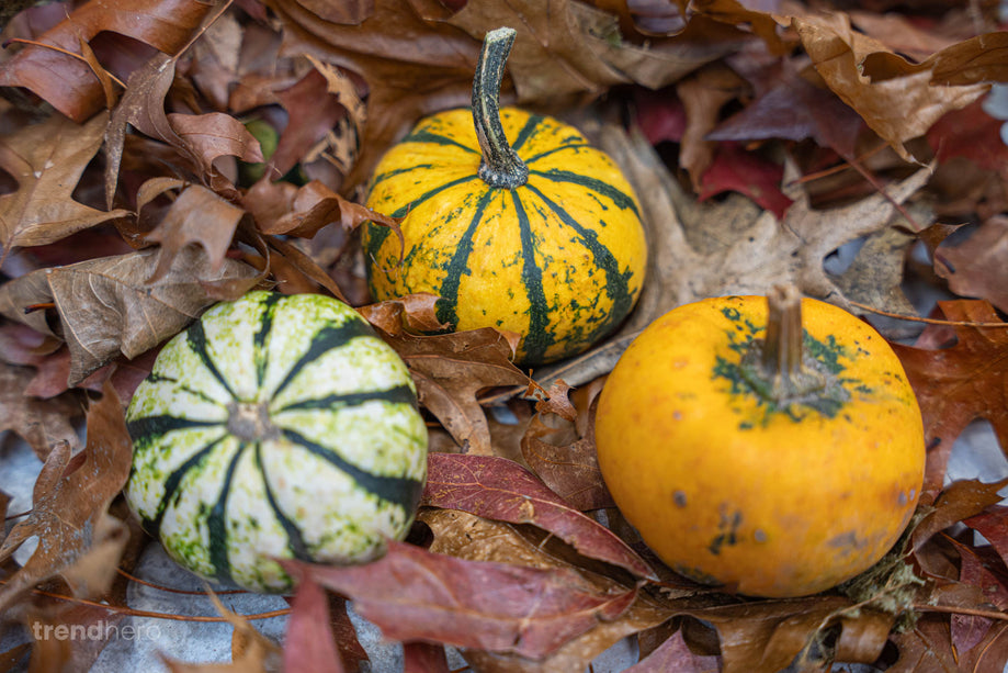 Pompoen set mini - 3 stuks - ca. 6-8 cm