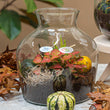Little Joe Autumn - Herfst plantenterrarium met herfst decoratie - DIY-kit - Ø 20 cm ↑ 22 cm