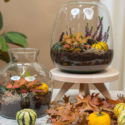 Emma Autumn - Herfst plantenterrarium met herfst decoratie - DIY-kit - Ø 23 cm ↑ 25 cm
