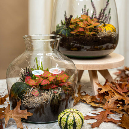 Little Joe Autumn - Herfst plantenterrarium met herfst decoratie - DIY-kit - Ø 20 cm ↑ 22 cm