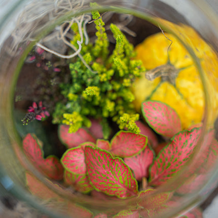 Little Joe Autumn - Herfst plantenterrarium met herfst decoratie - DIY-kit - Ø 20 cm ↑ 22 cm