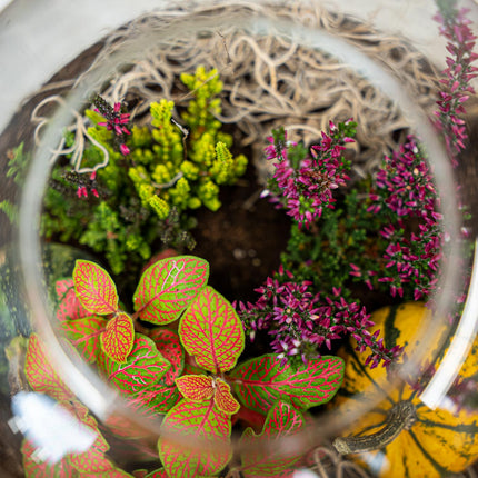 Emma Autumn - Herfst plantenterrarium met herfst decoratie - DIY-kit - Ø 23 cm ↑ 25 cm