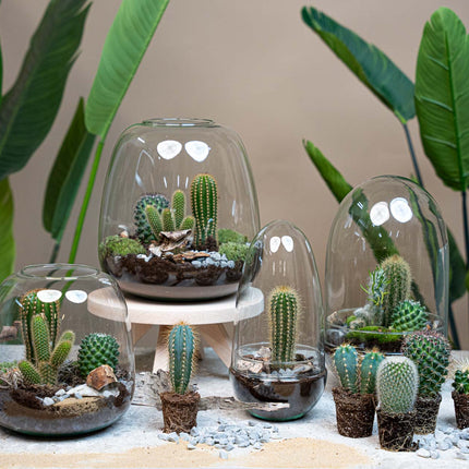 Cactus Terrarium Lennon -  Cactus in open vaas