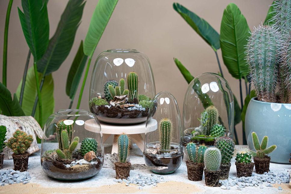 Cactus Terrarium Lennon -  Cactus in open vaas