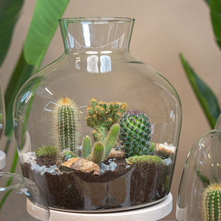 Cactus Terrarium Fat Joe -  Cactus in vaas