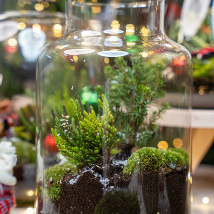 Winter Terrarium 'Frost' - DIY planten terrarium - Ø 17 cm ↑ 25 cm