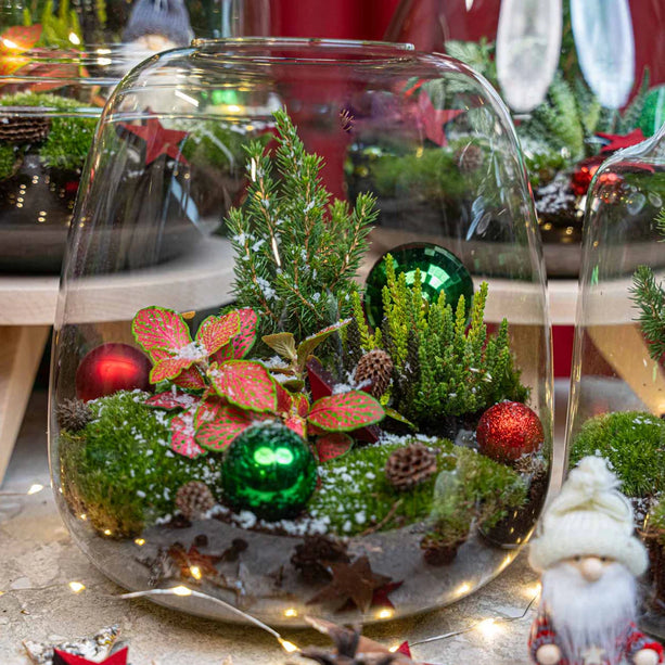 Kerst Terrarium 'Rudolph' - DIY planten terrarium - Ø 23 cm ↑ 25 cm