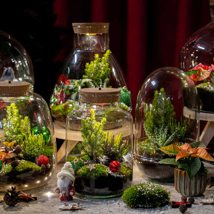 Winter terrarium 'Mistle' - DIY planten terrarium - Ø 29 cm ↑ 30 cm