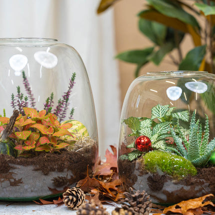 Dennenappel 10 stuks – ca. 4-6 cm