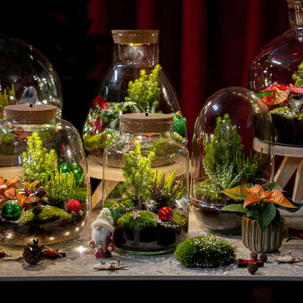 Kerst Terrarium 'Jingle' - DIY planten terrarium - Ø 25 cm ↑ 26,5 cm