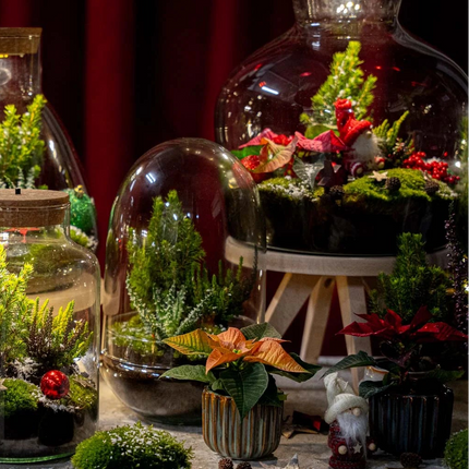 Kerst terrarium 'Holly' - DIY planten terrarium - Ø 29 cm ↑ 30 cm