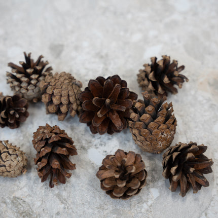 Dennenappel 10 stuks – ca. 4-6 cm