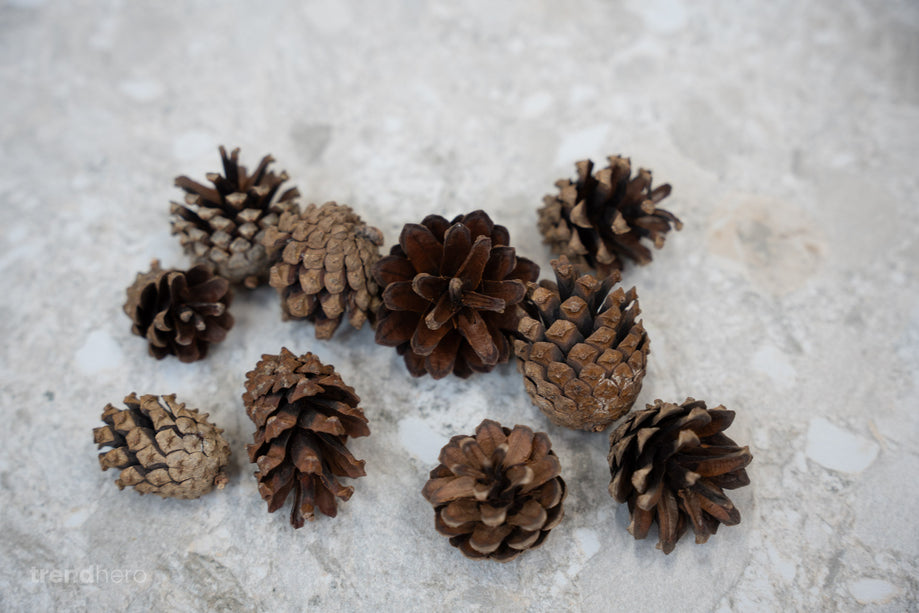 Dennenappel 10 stuks – ca. 4-6 cm