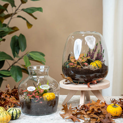 Little Joe Autumn - Herfst plantenterrarium met herfst decoratie - DIY-kit - Ø 20 cm ↑ 22 cm