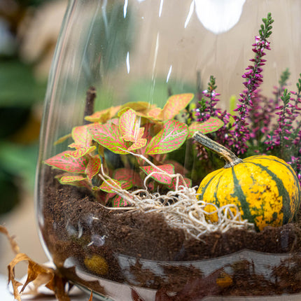 Emma Autumn - Herfst plantenterrarium met herfst decoratie - DIY-kit - Ø 23 cm ↑ 25 cm