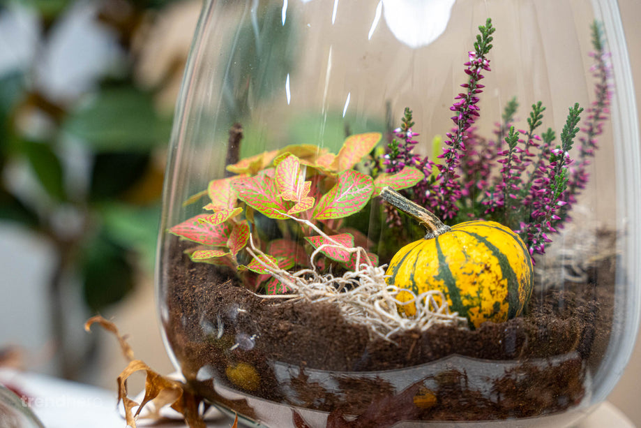 Emma Autumn – Glazen fles met herfstplanten en mini pompoenen – Herfst DIY Planten terrarium set – Ø 23 cm ↑ 25 cm