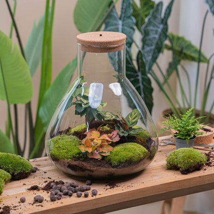 Sam XL Red - DIY Planten terrarium - Ecosysteem plant - Ø 30 cm ↑ 32 cm