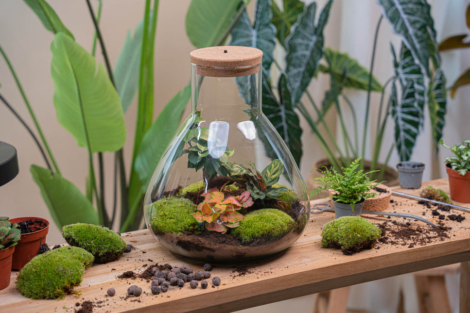 Sam XL Bonsai - DIY Planten terrarium - Terrarium verlichting - Ecosysteem plant - ↑ 32 cm