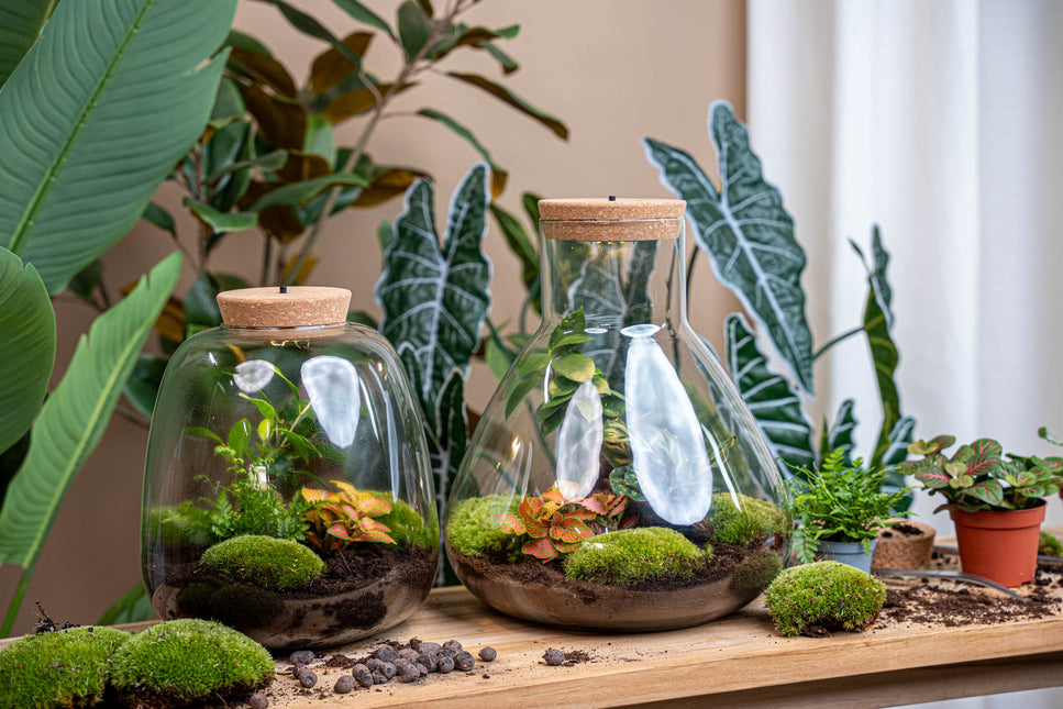 Sam XL Red - DIY Planten terrarium - Terrarium verlichting - Ecosysteem plant - ↑ 32 cm