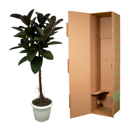 Ficus Elastica Robusta stam - ↑ 140 cm - Ø32cm