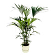 Kentia palm inclusief elho Greenville Round wit - ↑ 160cm - Ø30