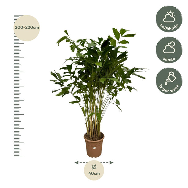 Caryota Mitis - ↑ 210 cm - Ø40cm