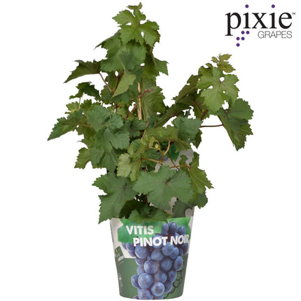 Vitis Pixie Pinot Noir - Blauwe Wijndruif - Ø 14cm - ↑ 30cm