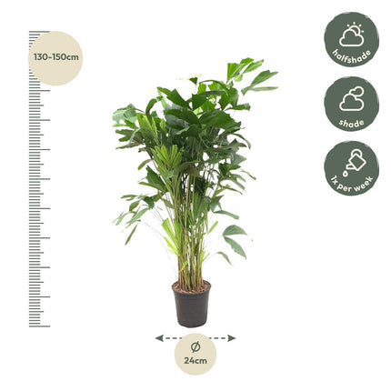 Caryota Mitis - ↑ 140 cm - Ø24