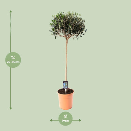 Olea europaea - Olijfboom - Ø 20cm - ↑ 80cm