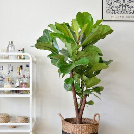 Ficus Lyrata (vertakt) - Ø27cm - ↑ 140cm