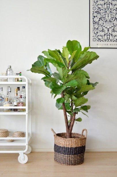 Ficus Lyrata (vertakt) - Ø27cm - ↑ 140cm