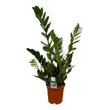 Zamioculcas - ↑ 75 cm - Ø17cm