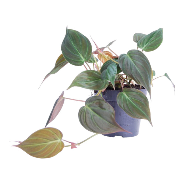 Philodendron scandens 'Micans' - ↑ 25 cm - ø12 - Hangplant