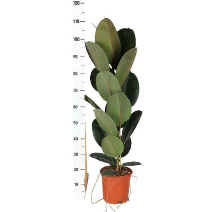 Ficus Elastica Robusta - Ø21cm - ↑ 90cm in Boule TAUPE pot