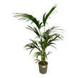 Kentia Palm - ↑ 130 cm - Ø21cm