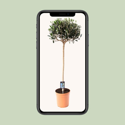 Olea europaea - Olijfboom - Ø 20cm - ↑ 80cm