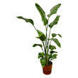 Strelitzia Nicolai inclusief elho Greenville Round bruin - ↑ 180 cm - Ø30