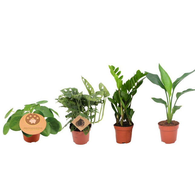 Musthave Plantenbox - 4 stuks - Ø12cm - ↑ 20-40cm