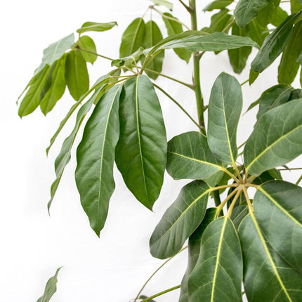 Schefflera Amate XL - 250 cm - ø50 - Kamerplant