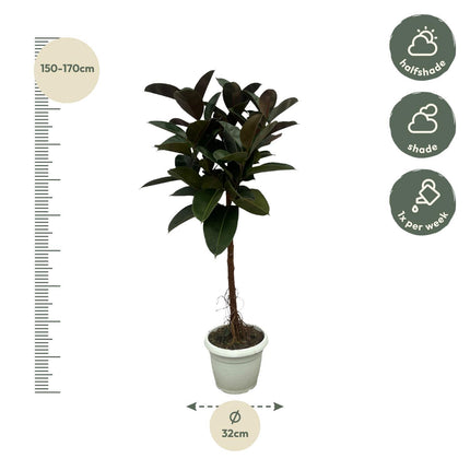 Ficus Elastica Robusta stam - ↑ 140 cm - Ø32cm