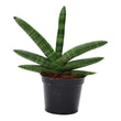 Sansevieria Skyline - ↑ 25 cm - ø10,5