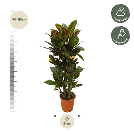 Codiaeum (Croton) Petra vertakt - ↑ 100 cm - Ø21cm