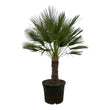 Chamaerops Humilis op stam - ↑ 150 cm - Ø45cm