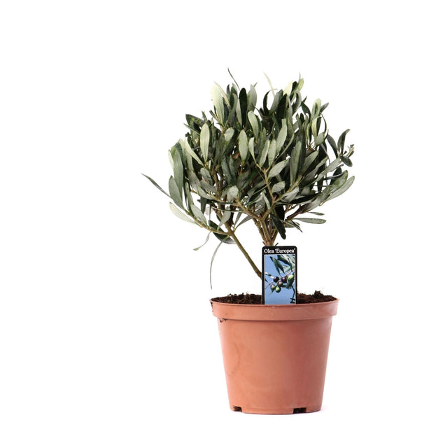 Olea Olijf Op Stam - Ø13cm - ↑ 21cm