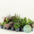 Groenmix Greenss - 24 stuks - Ø8,5cm - ↑ 10cm