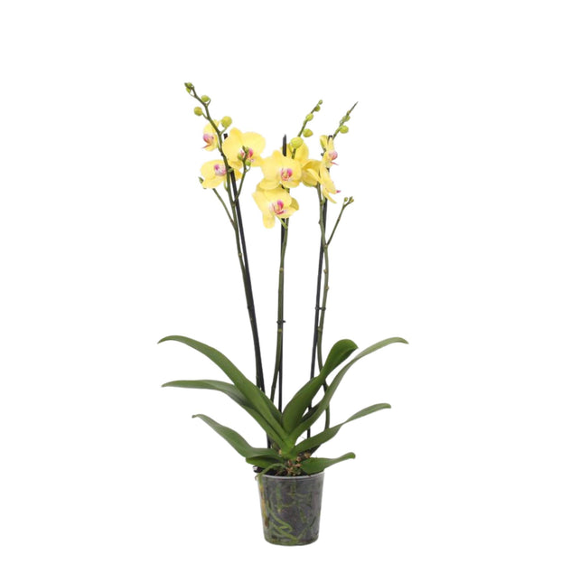 Phalaenopsis Lime Light - 3 tak - ↑ 60 cm - Ø12cm