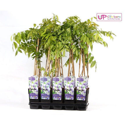 Wisteria floribunda 'Naga Noda' - Paarse Regen - Ø 16cm - ↑ 70cm